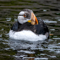 Horned puffin