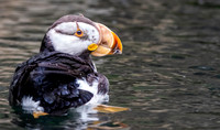 Horned puffin
