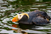 Tufted puffin