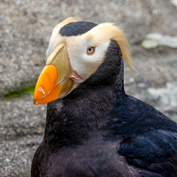 Tufted puffin