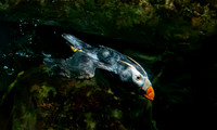 Tufted puffin underwater