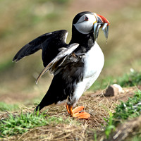 Puffins