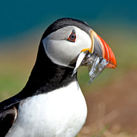 Atlantic Puffin with sand eels