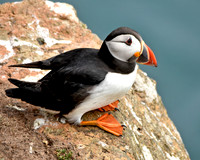 Atlantic Puffin