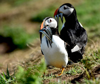 Atlantic Puffin with sand eels