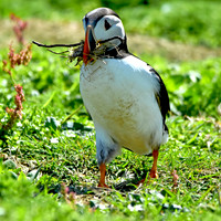 Atlantic Puffin with sand eels