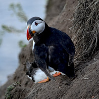 Atlantic Puffin