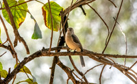Abyssinian slaty grey flycatcher
