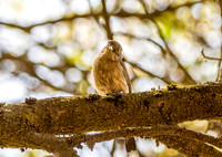 Abyssinian slaty grey flycatcher