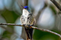 Azure crowned hummingbird