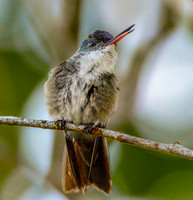 Azure crowned hummingbird