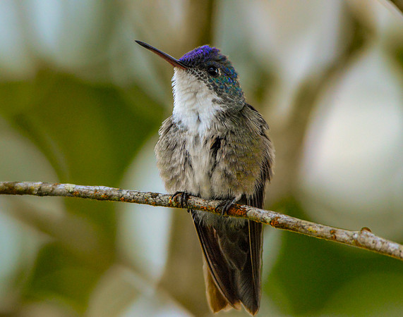 Azure crowned hummingbird