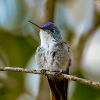 Azure crowned hummingbird