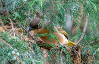 Baglafecht weaver