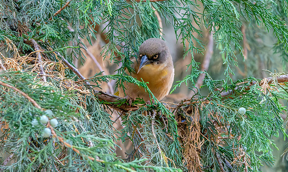 Baglafecht weaver