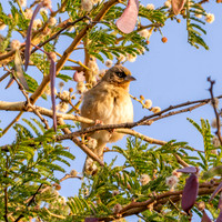 Baglafecht weaver
