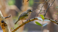 Baglafecht weaver