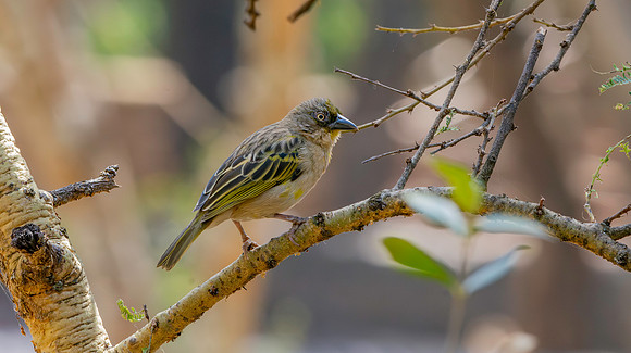 Baglafecht weaver