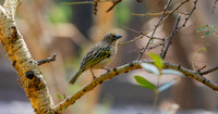 Baglafecht weaver
