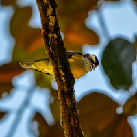 Bananaquit