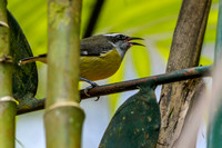 Bananaquit