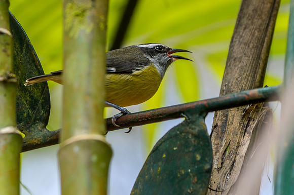 Bananaquit