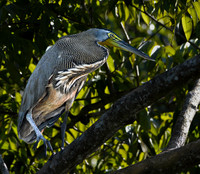 Bare throated tiger heron