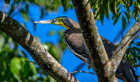 Bare throated tiger heron