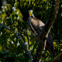 Bare throated tiger heron