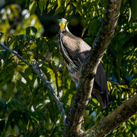 Bare throated tiger heron