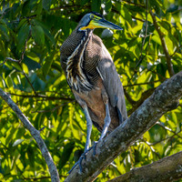 Bare throated tiger heron