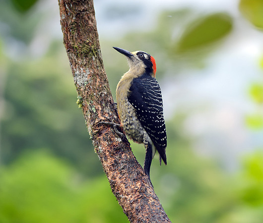 Black cheeked woodpecker