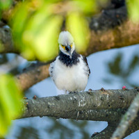 Black collared starling