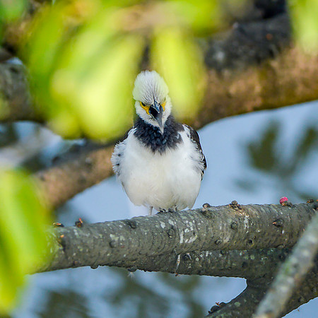 Black collared starling