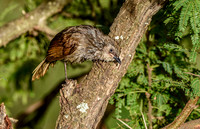 Black lored babbler, immature