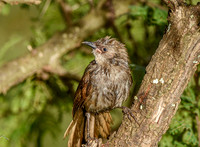 Black lored babbler, immature