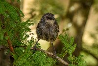 Black lored babbler, immature