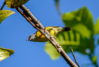 Black striped sparrow
