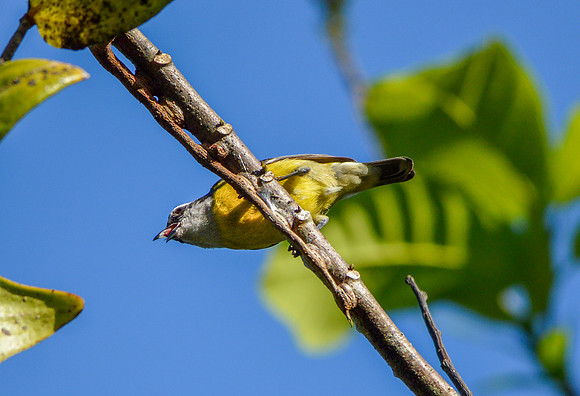 Black striped sparrow