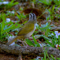 Black striped sparrow