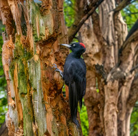 Black woodpecker