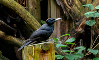 Black woodpecker