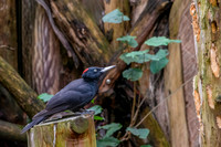 Black woodpecker