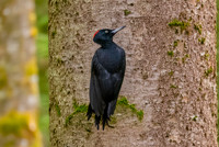 Black woodpecker