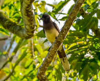 Brown jay