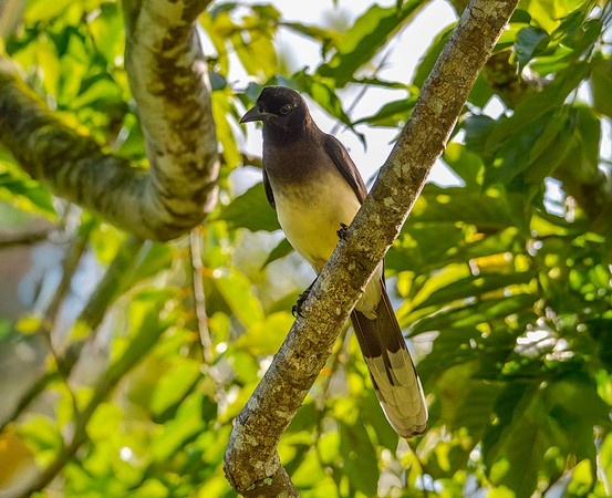 Brown jay