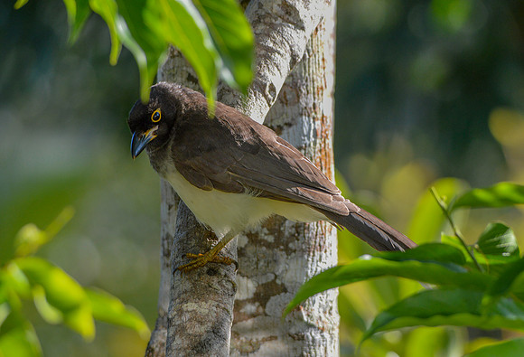 Brown jay