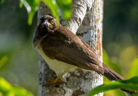 Brown jay