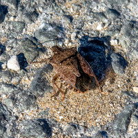 Brown marmorated stink bug