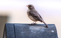 Brown rumped seedeater